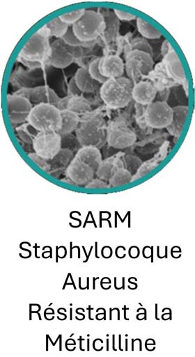 staphylocoque